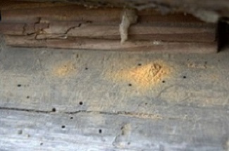 Powder Post Beetle Damage